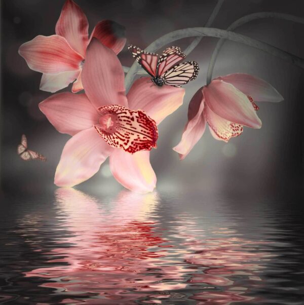 Pink orchids and butterflies on a branch u57697p 600x602 - Pink orchids and butterflies on a branch - tegory
