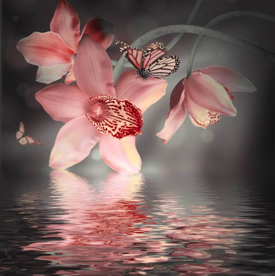 Pink orchids and butterflies on a branch u57697p 900x903 - Pink orchids and butterflies on a branch - tegory