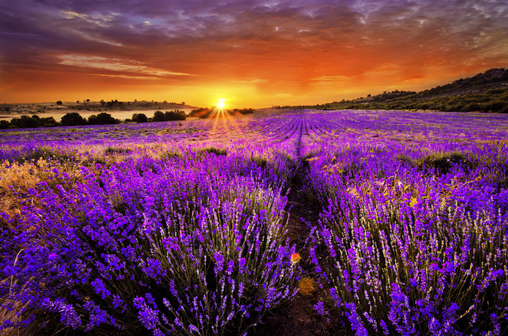 Field of purple flowers Field of purple flowers
