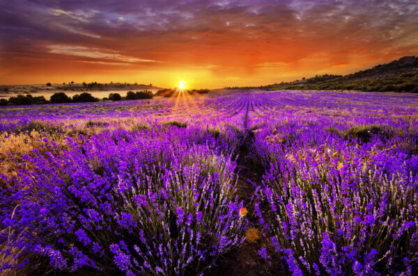 Field of purple flowers Field of purple flowers