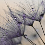 Close up of a plant with water droplets