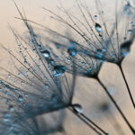 Close up of water droplets on a dandelion seed