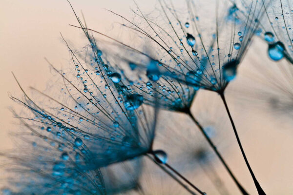 Delicate droplets on fragile petals Delicate droplets on fragile petals