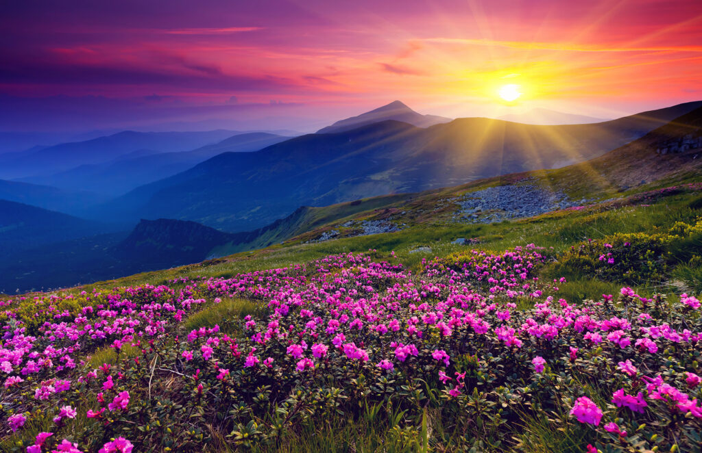 Field of flowers with the sun setting behind it u57337p 1024x662 - Field of flowers with the sun setting behind it - tegory