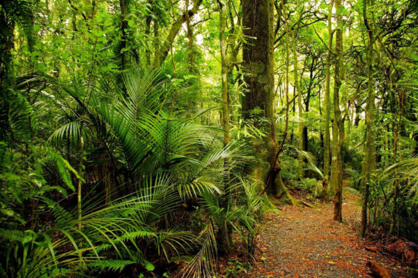 Path through a forest u57297p 600x400 - Path through a forest - tegory