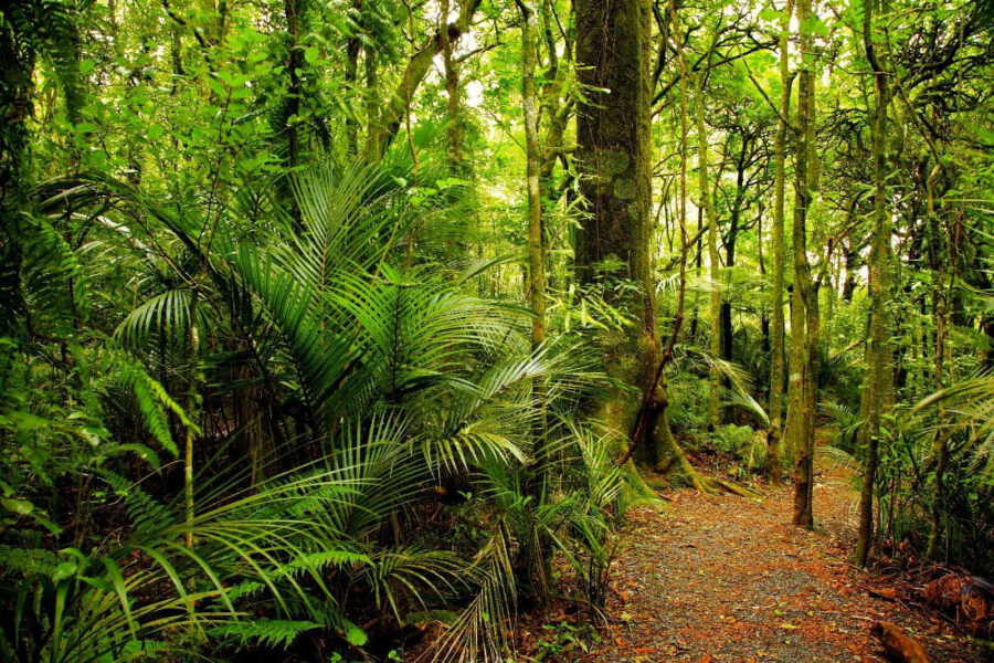 u57297p 900x600 - Path through a forest - tegory