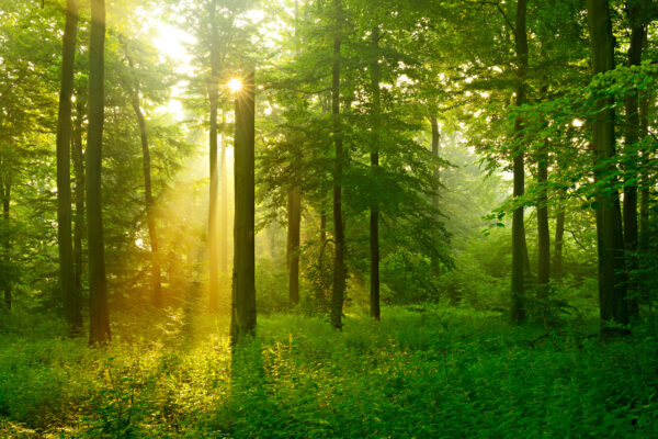 Sun shining through trees Sun shining through trees