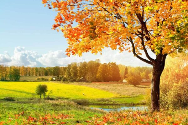 Tree with orange leaves in a field u57294p 600x398 - Tree with orange leaves in a field - tegory