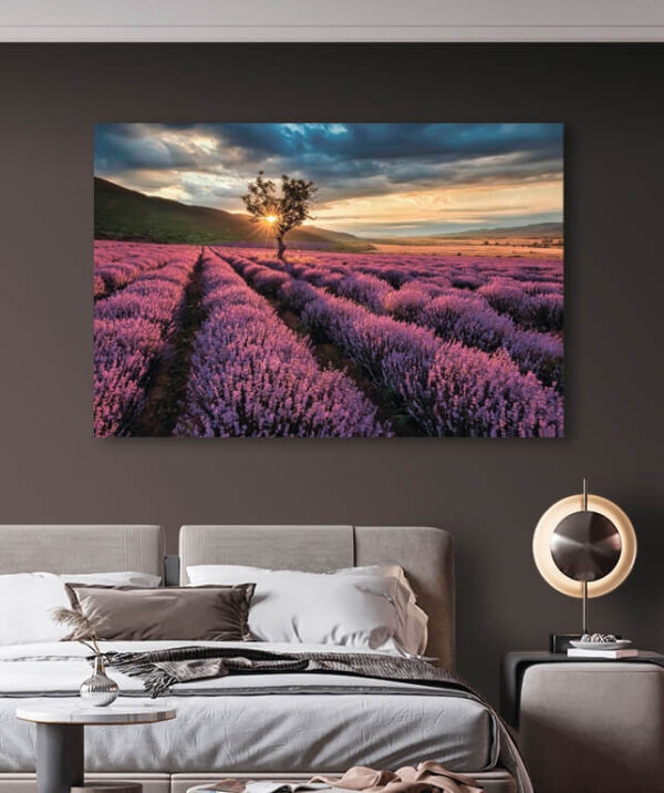 Tree in a field of lavender Tree in a field of lavender