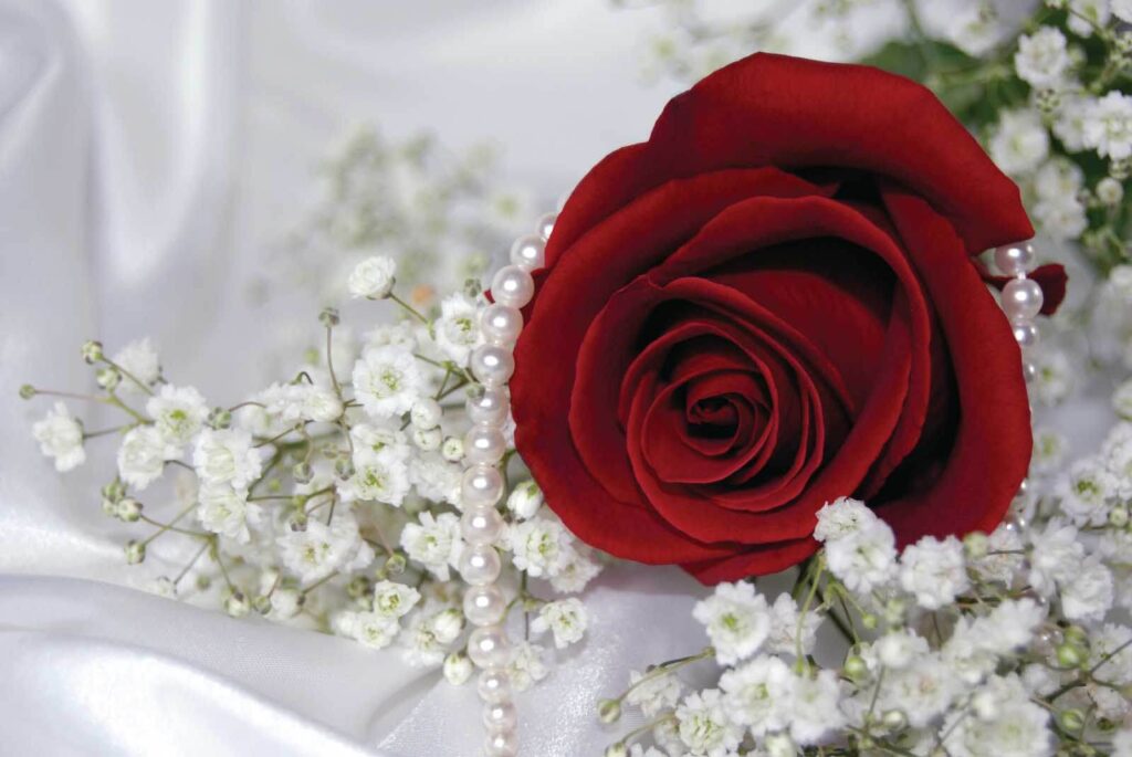 Red rose and white flowers u57071p 1024x685 - Red rose and white flowers - tegory