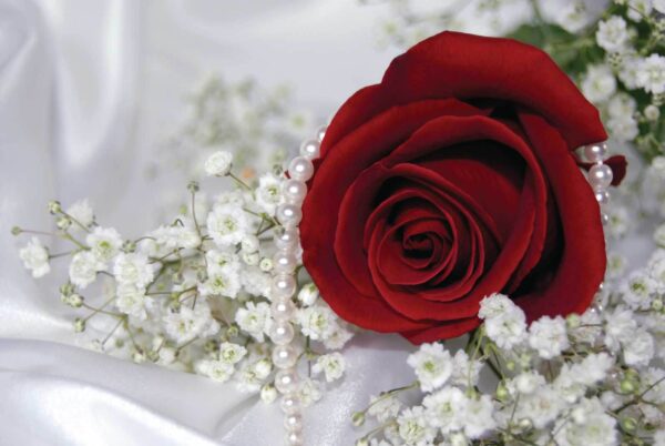 Red rose and white flowers u57071p 600x402 - Red rose and white flowers - tegory