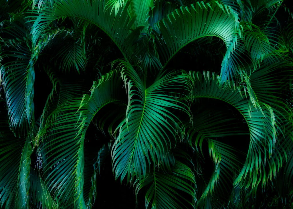 Lush greenery in tranquil darkness u55911p 1024x732 - Lush greenery in tranquil darkness - tegory