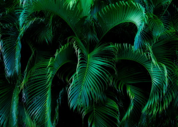 Lush greenery in tranquil darkness u55911p 600x429 - Lush greenery in tranquil darkness - tegory