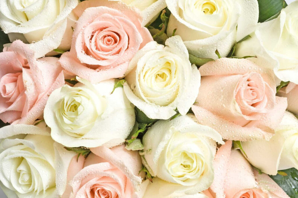 Group of pink and white roses u55692p 1024x681 - Group of pink and white roses