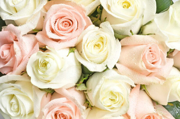 Group of pink and white roses u55692p 600x399 - Group of pink and white roses