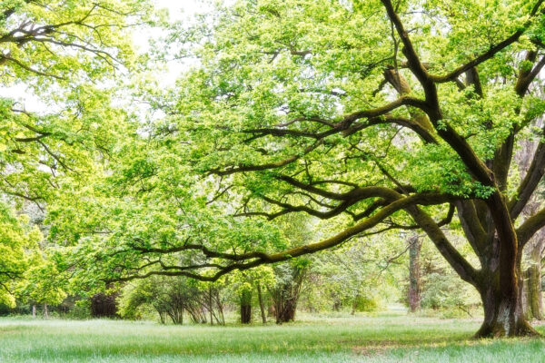 A tree with green leaves u55659p 600x400 - A tree with green leaves - tegory