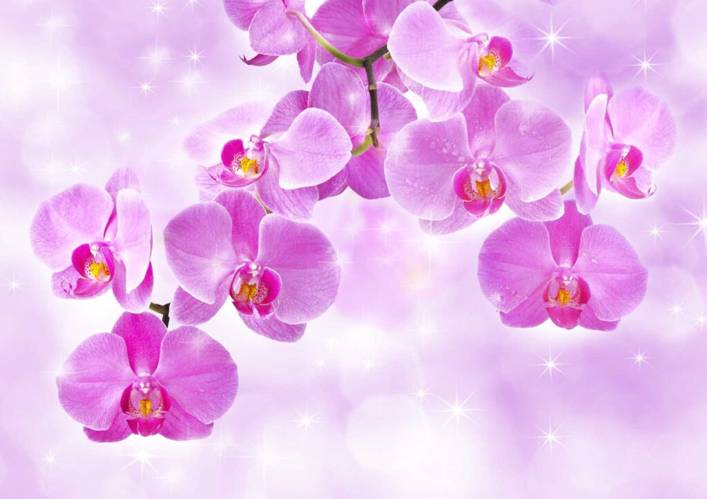 Delicate orchids in soft hues u55600p 1024x723 - Delicate orchids in soft hues - tegory
