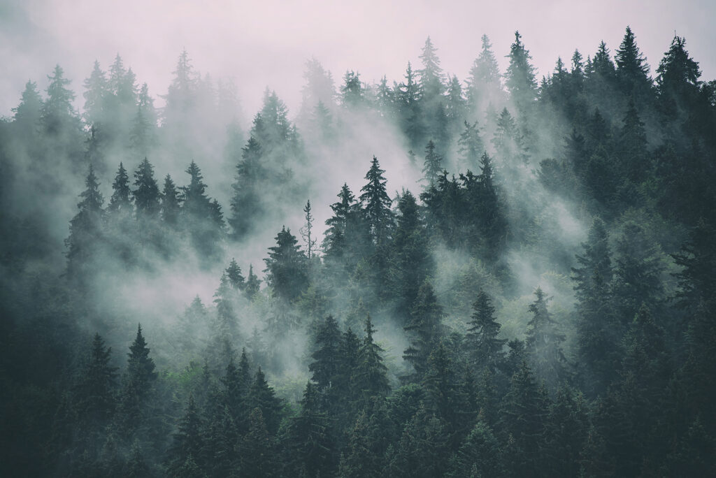 Foggy forest with trees u55536p 1024x684 - Foggy forest with trees - tegory