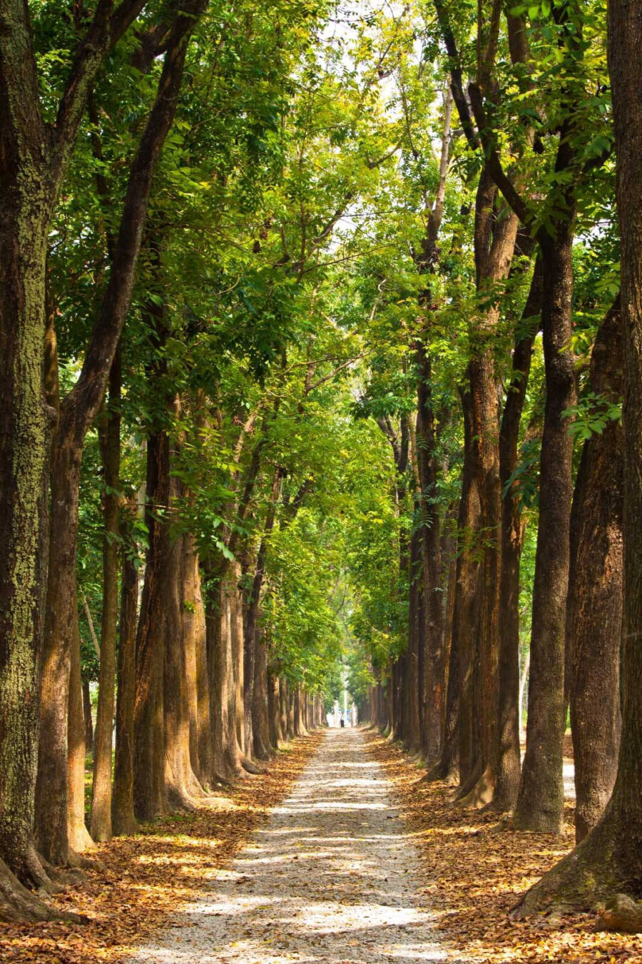 Path with trees on the side