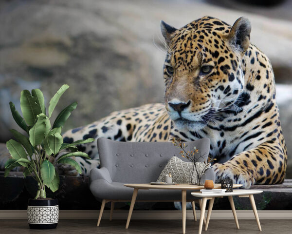 Leopard lying on a wood surface u55313pig4 600x480 - Leopard lying on a wood surface - tegory