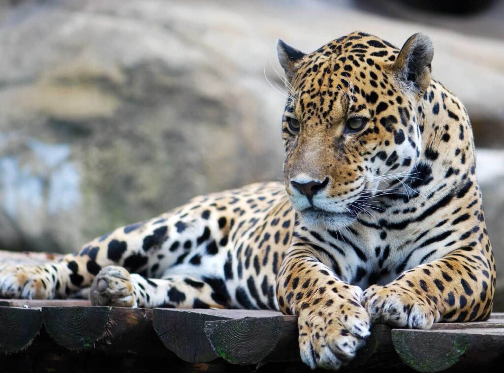 Leopard lying on a wood surface u55313p 1024x758 - Leopard lying on a wood surface - tegory