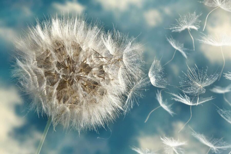 Fluffy seeds drifting in the breeze u55304p 900x600 - Fluffy seeds drifting in the breeze - tegory