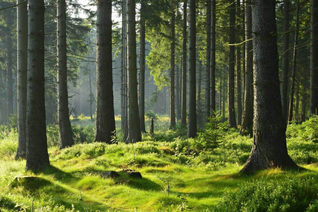 Forest with tall trees and grass u55302p 1024x683 - Forest with tall trees and grass - tegory