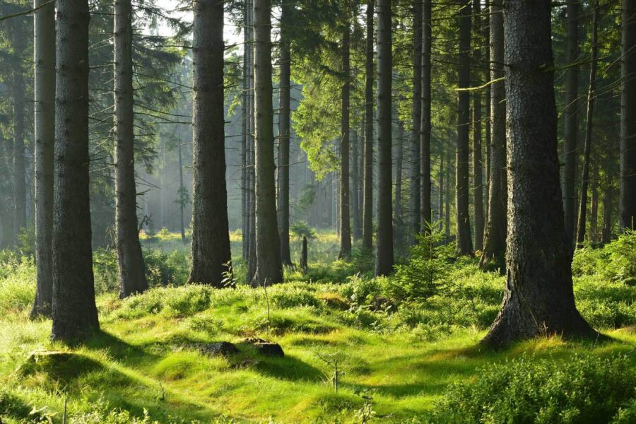 u55302p 900x600 - Forest with tall trees and grass - tegory