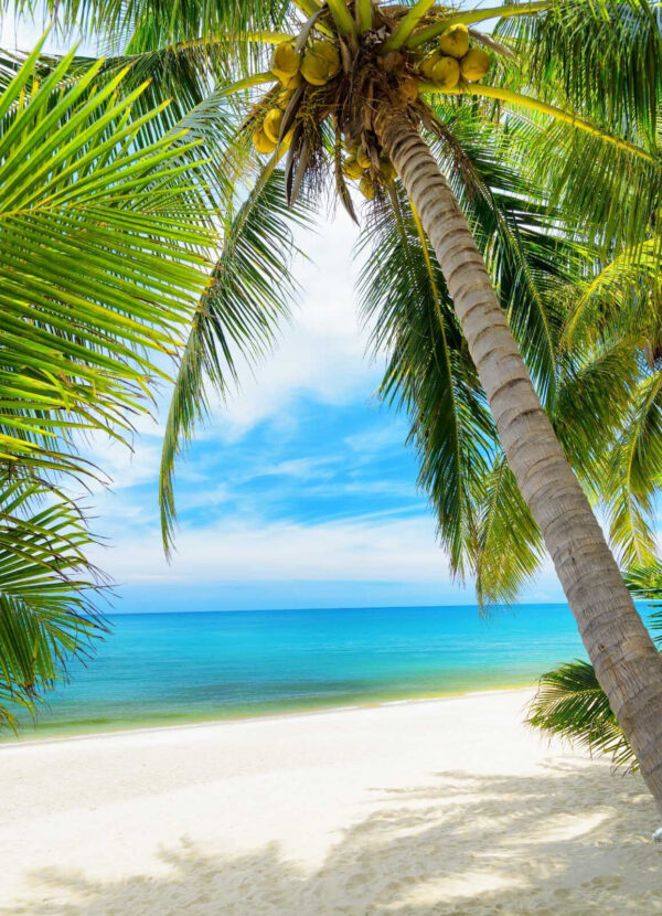 Palm trees on a beach u55218p 600x830 - Palm trees on a beach - tegory