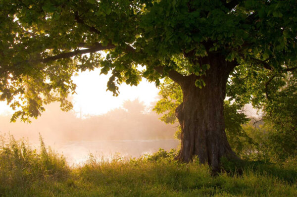 Tree with a foggy river u55187p 600x398 - Tree with a foggy river - tegory