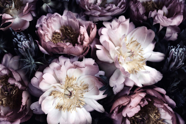 Elegant blooms in soft hues. Elegant blooms in soft hues.