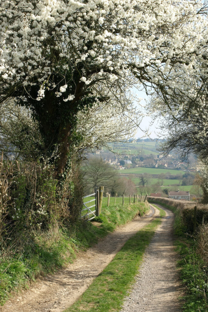 Dirt road with white flowers on it Dirt road with white flowers on it