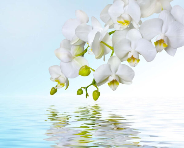 White orchids over water u54982p 600x483 - White orchids over water - tegory