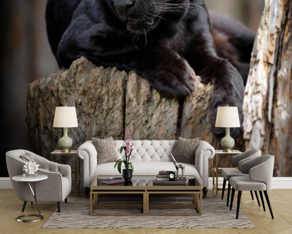 Black panther lying on a tree stump u54741pig43m 600x480 - Black panther lying on a tree stump - tegory