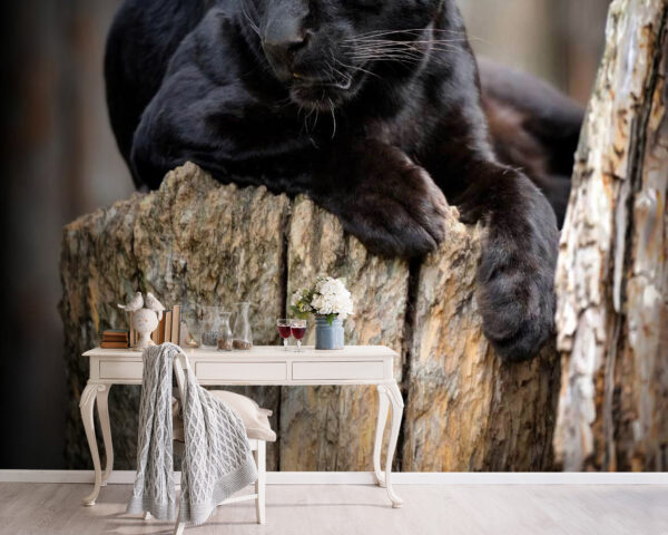 Black panther lying on a tree stump u54741pig5 600x480 - Black panther lying on a tree stump - tegory