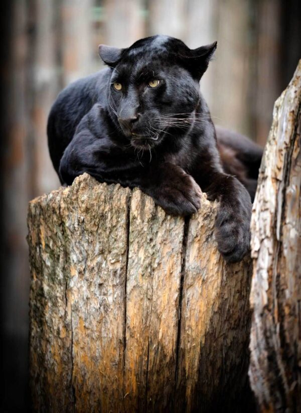 Black panther lying on a tree stump u54741p 600x823 - Black panther lying on a tree stump - tegory