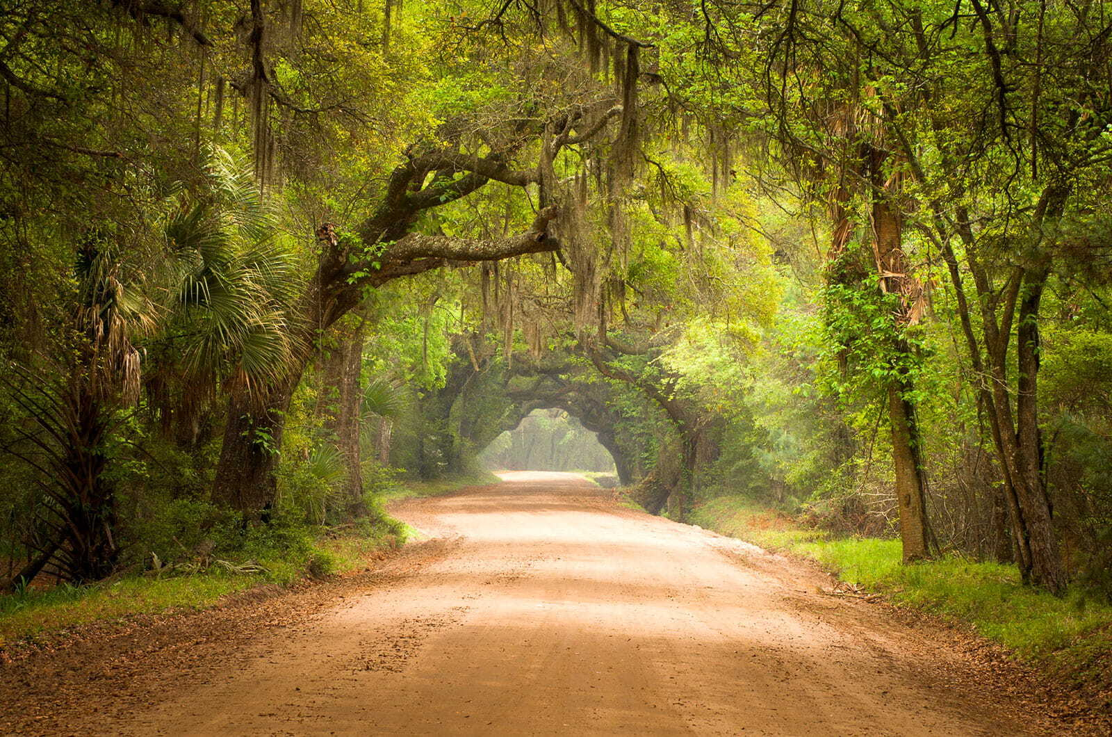 Dirt road with trees and mossy branches u54614p - Dirt road with trees and mossy branches - tegory