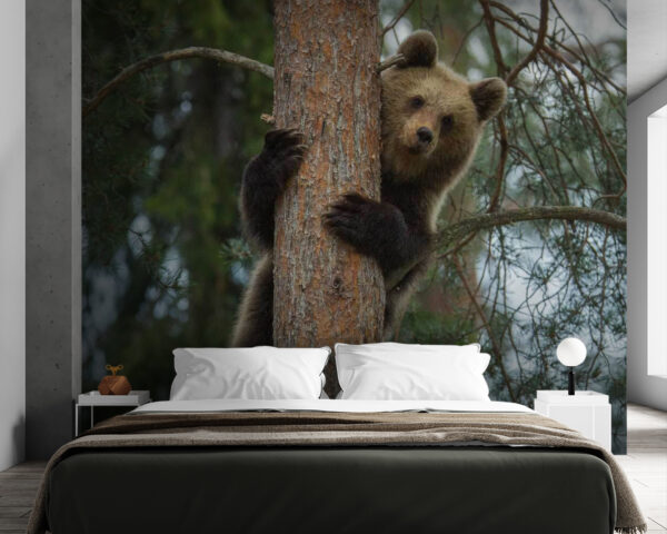 Bear climbing a tree Bear climbing a tree