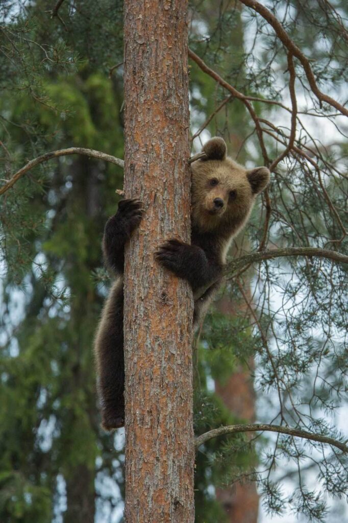 Bear climbing a tree Bear climbing a tree