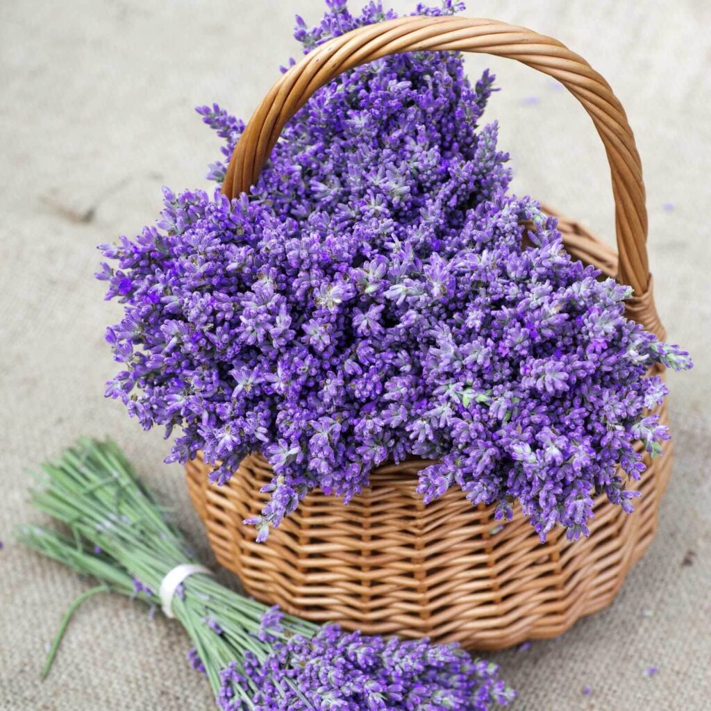 Basket of purple flowers u53896p 1024x1024 - Basket of purple flowers - tegory