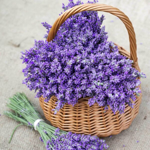 Basket of purple flowers u53896p 600x600 - Basket of purple flowers - tegory
