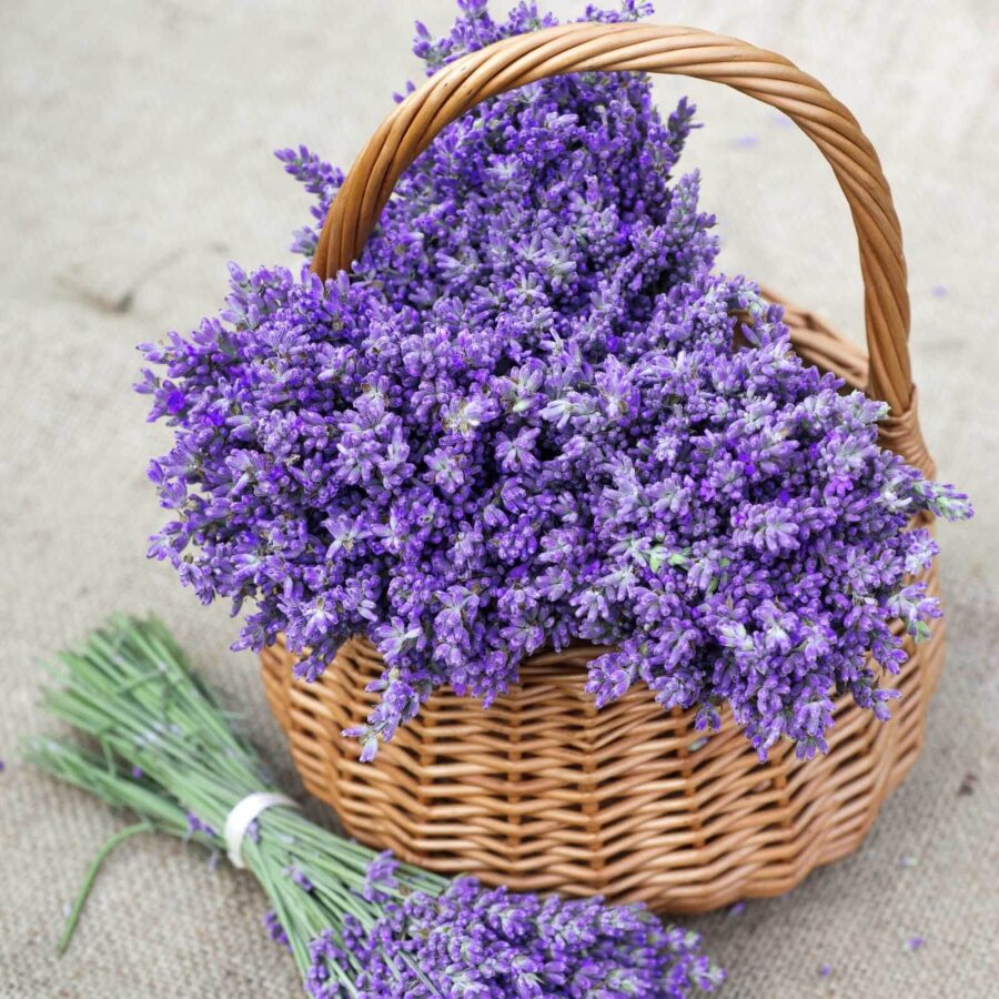 Basket of purple flowers u53896p 900x900 - Basket of purple flowers - tegory