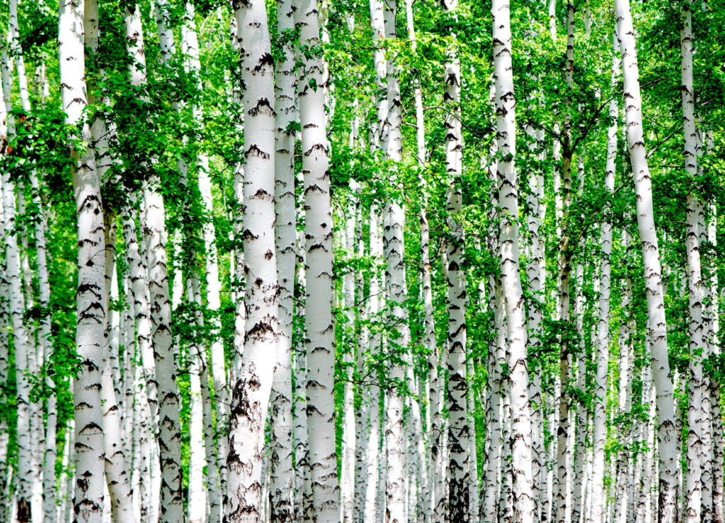 Group of trees with green leaves u53519p 1024x739 - Group of trees with green leaves - tegory