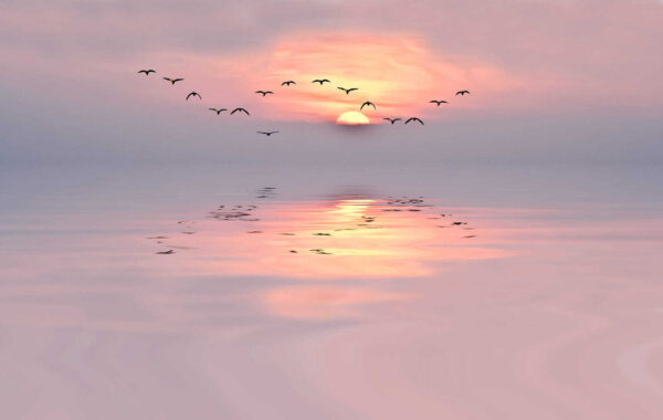 Flock of birds flying over water u53413p 600x380 - Flock of birds flying over water