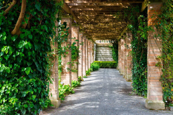 Walkway with stone pillars and vines Walkway with stone pillars and vines