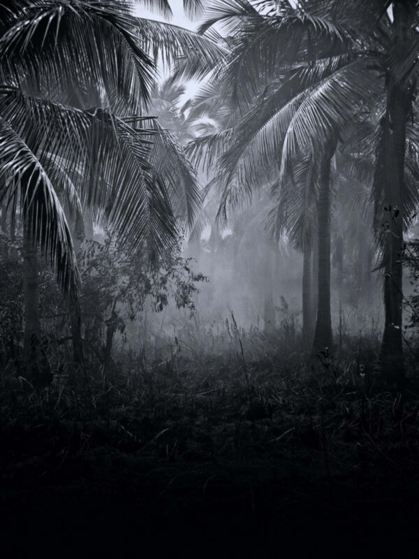 Foggy forest with palm trees u51932p 600x800 - Foggy forest with palm trees - tegory