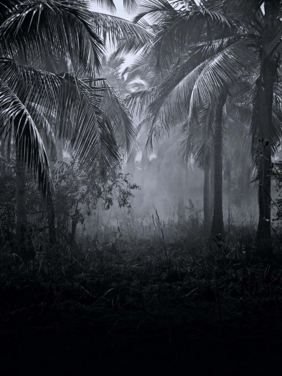 Foggy forest with palm trees