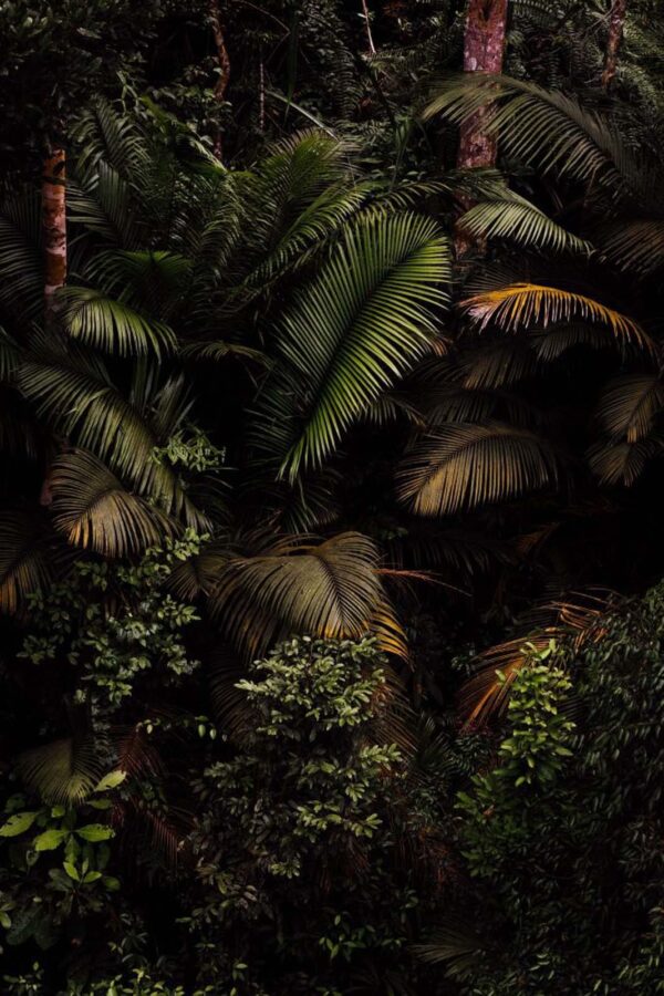 Group of palm trees u51929p 600x900 - Group of palm trees - tegory