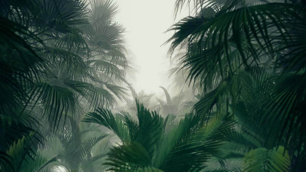 Group of palm trees in a foggy forest u51866p 600x338 - Group of palm trees in a foggy forest - tegory