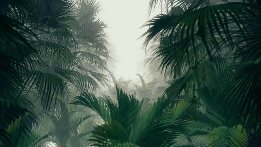 u51866p 900x506 - Group of palm trees in a foggy forest - tegory